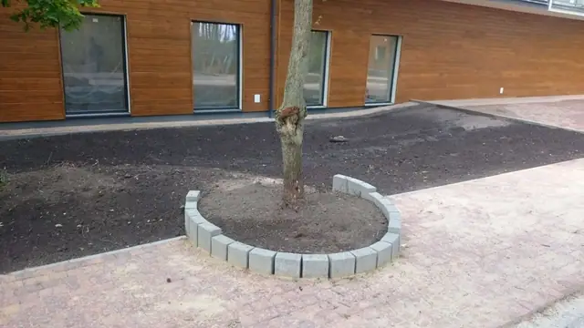 Drzewo otoczone okrągłym obrzeżem z betonowych krawężników na wybrukowanym dziedzińcu